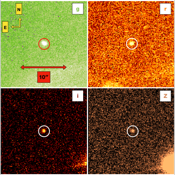 Panel a: The first of four o-band ATLAS-Sutherland telescope discovery images of 2024 PT5 from 2024 August 7 21:11:57 UTC. The asteroid moved at a rate of 34.3 arcminutes per hour (13.7 degrees per day) in the northwest direction. The asteroid makes a  ∼ 9 pixel trail in the 30 s ATLAS exposures, indicated by the red circle. Panel b: the same as panel a but shows the image after subtracting static sources. Despite the presence of nearby stars, the asteroid is detected cleanly in the subtracted images. Panel c: the same as panel a, but the second of four o-band images containing 2024 PT5 taken on 2024 August 7 21:16:35 UTC. Panel d: the same as panel c but shows the image after subtracting static sources. The asteroid was detected with an apparent magnitude of o=17.13 in panel b and o=16.99 in panel c. The large black areas in the subtracted images are regions of saturated pixels from bright stars. The direction of the asteroid and cardinal directions are indicated in each figure.